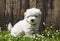 Dog portrait: Cute baby dog - puppy Coton de Tulear.