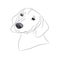 Dog portrait, dachshund, lines, vector