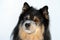 Dog portrait, Finnish Lapphund in snow