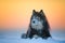 Dog portrait, Finnish Lapphund in snow