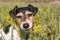 Dog portrait in a flower meadow. Jack Russell Terrier 7 years old is sitting in a blooming meadow