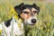 Dog portrait in a flower meadow. Jack Russell Terrier 7 years old is sitting in a blooming meadow