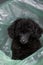 Dog portrait garbage package background