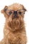 Dog portrait with glasses