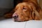 Dog portrait, golden retriever dog lying down on floor.