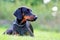 Dog portrait in grass, doberman