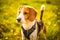 Dog portrait in harness on meadow