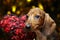 Dog portrait heart dark background