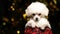 Dog portrait heart dark background hd footage