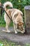 Dog portrait Huskies on a walk, sniffing wooden post . Vertical shot, closeup