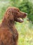 Dog portrait, irish red setter on green background