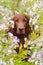 Dog portrait, irish setter in flowers, outdoors, vertical