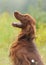 Dog portrait, irish setter on green background, outdoors, vertical