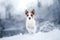 Dog portrait of a Jack Russell terrier on nature in winter snow