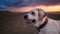 Dog portrait Labrador at sunset on the beach