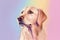 Dog portrait, pink and yellow pastel colors, copy space