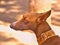 Dog portrait of a Podenco Canario head