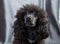 Dog portrait of a poodle, black, curly