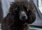 Dog portrait of a poodle, black, curly