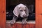 Dog portrait- puppy Weimaraner