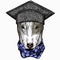 Dog portrait. Square academic cap, graduate cap, cap, mortarboard. Bullterrier portrait, bullterrier head, dog head