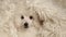 Dog portrait wool plaid background hd footage