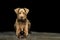 Dog portrait, young brown, looking, cute, black background