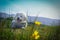 Dog posing behind flowers overlooking merthyr