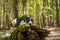 Dog posing on an old mossy trunk