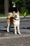 Dog posing on the sidewalk