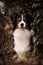 DOG - Potrtait of australian shepherd whom is sitting in ivy.