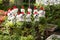 Dog Pots on Asclepiadaceae in Garden