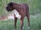 Dog prey boxer colors animal breed force