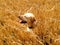 Dog profile - sitting in the hay
