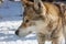 Dog profile from a sled dog team
