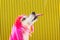 Dog profile with tongue. View from the side. Pink funny wig and striped yellow and black background