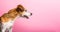 Dog profile view from side. Curious inerested surprised shocked asking face. Pink background. Horizontal banner