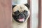 Dog pug breed