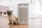 Dog Pug Breed and Air purifier in cozy white bed room for filter and cleaning removing dust PM2.5 HEPA in home