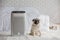 Dog Pug Breed and Air purifier in cozy white bed room for filter and cleaning removing dust PM2.5 HEPA in home