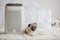 Dog Pug Breed and Air purifier in cozy white bed room for filter and cleaning removing dust PM2.5 HEPA in home