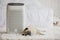 Dog Pug Breed and Air purifier in cozy white bed room for filter and cleaning removing dust PM2.5 HEPA in home