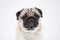 dog pug breed smile with happiness feeling so funny and making serious face