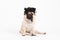 Dog Pug breed wearing hairpiece curly hair feeling so funny dog