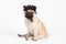 Dog Pug breed wearing hairpiece curly hair feeling so funny dog