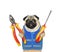 Dog pug repairer holds plier and screwdriver