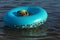 Dog pug swims on inflatable ring