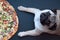 Dog pug waiting command to eat pizza, snack