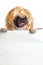 Dog pugdog with bunner isolated on white background. design sign