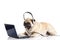 Dog pugdog with headphone isolated on white background callcenter
